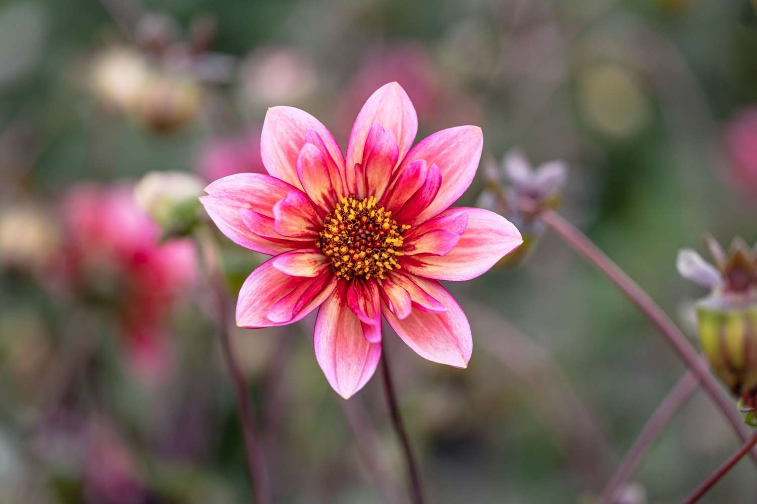 Dahlia 'Princess Nadine'